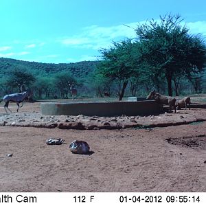 Trail Camera Namibia