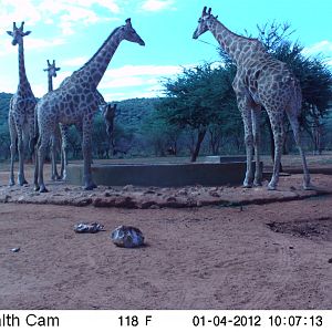 Trail Camera Namibia