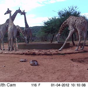 Trail Camera Namibia