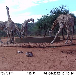 Trail Camera Namibia