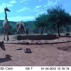 Trail Camera Namibia