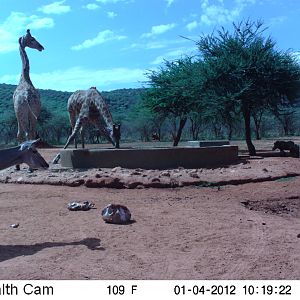 Trail Camera Namibia