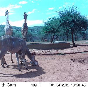 Trail Camera Namibia