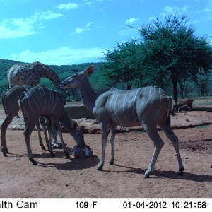 Trail Camera Namibia