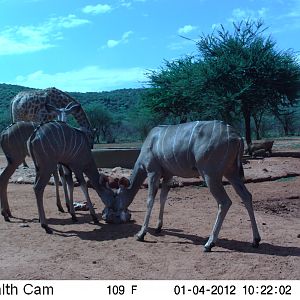 Trail Camera Namibia