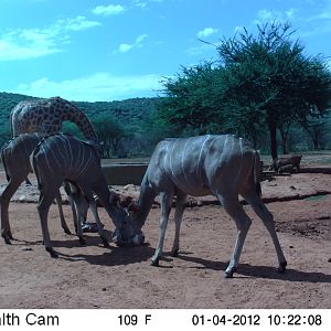 Trail Camera Namibia