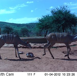 Trail Camera Namibia