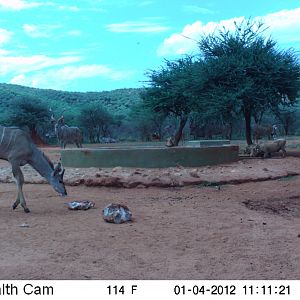 Trail Camera Namibia