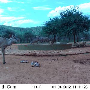 Trail Camera Namibia