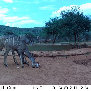 Trail Camera Namibia