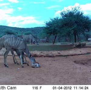 Trail Camera Namibia