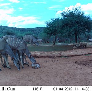 Trail Camera Namibia