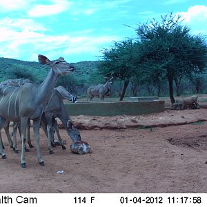 Trail Camera Namibia