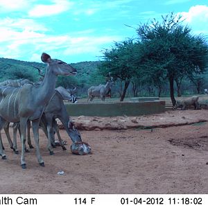 Trail Camera Namibia