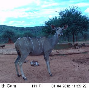 Trail Camera Namibia