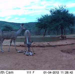 Trail Camera Namibia