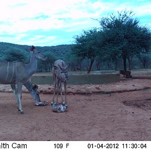 Trail Camera Namibia