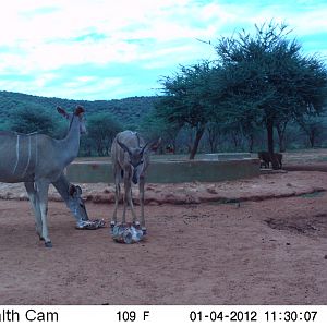 Trail Camera Namibia