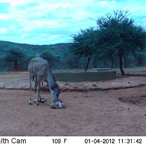 Trail Camera Namibia