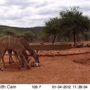 Trail Camera Namibia