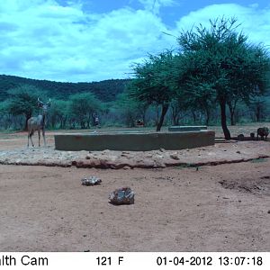 Trail Camera Namibia