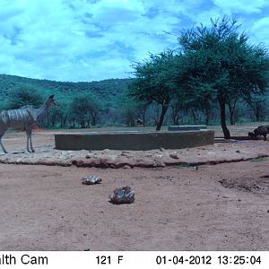 Trail Camera Namibia