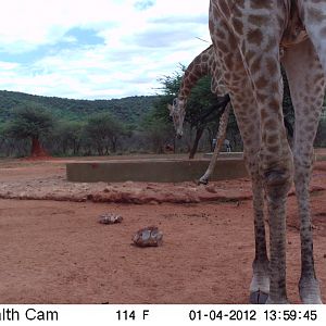 Trail Camera Namibia