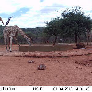 Trail Camera Namibia