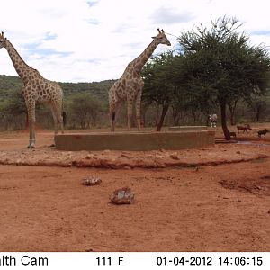 Trail Camera Namibia