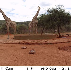 Trail Camera Namibia