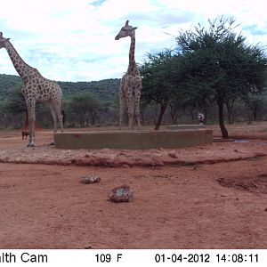 Trail Camera Namibia