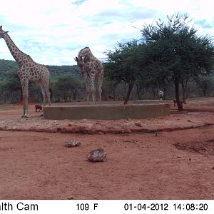 Trail Camera Namibia