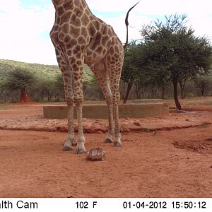 Trail Camera Namibia