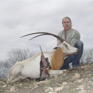 Scimitar Horned Oryx