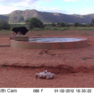 Trail Camera Namibia