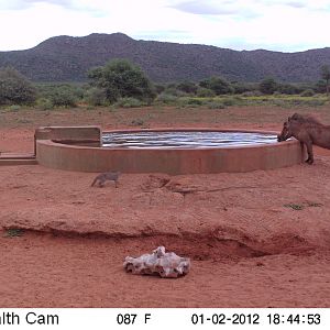 Trail Camera Namibia