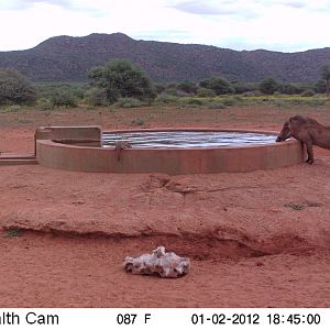 Trail Camera Namibia