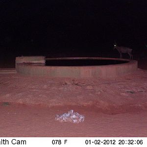 Trail Camera Namibia