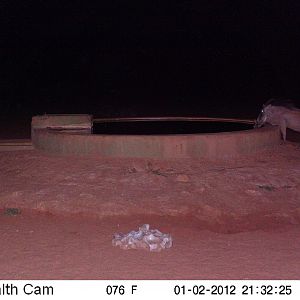 Trail Camera Namibia