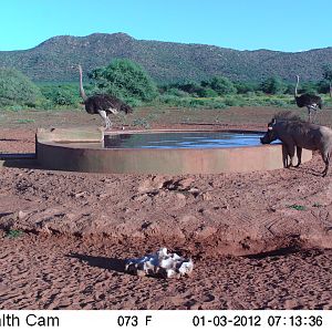 Trail Camera Namibia