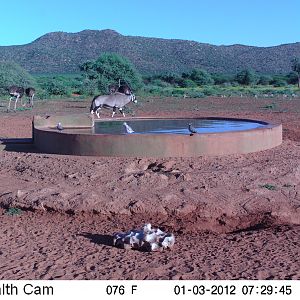 Trail Camera Namibia