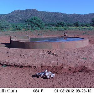 Trail Camera Namibia