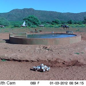 Trail Camera Namibia