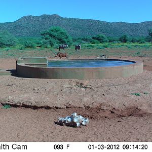 Trail Camera Namibia