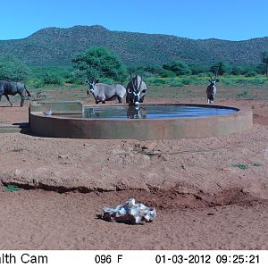 Trail Camera Namibia