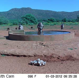 Trail Camera Namibia