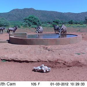 Trail Camera Namibia