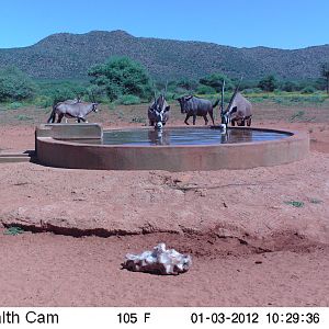 Trail Camera Namibia