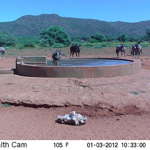 Trail Camera Namibia