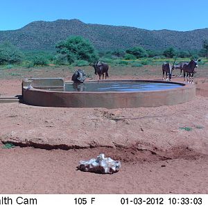 Trail Camera Namibia